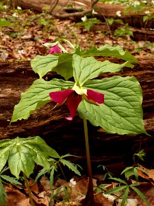 Trillium erectum, red form, 2015-05-01, Trillium Trail, 03
