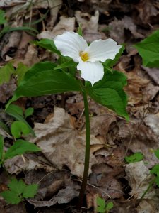 Trillium grandiflorum, 2021-04-24, Fox Chapel, 03