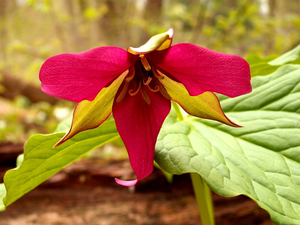 Trillium erectum, red form, 2015-05-01, Trillium Trail, 01