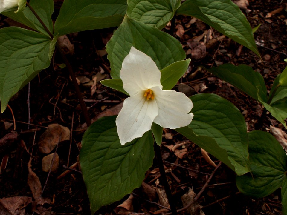 Trillium grandiflorum, 2015-04-25, Fox Chapel, 04