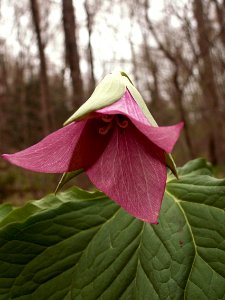 Trillium erectum, pink form, 2015-04-25, Fox Chapel, 01