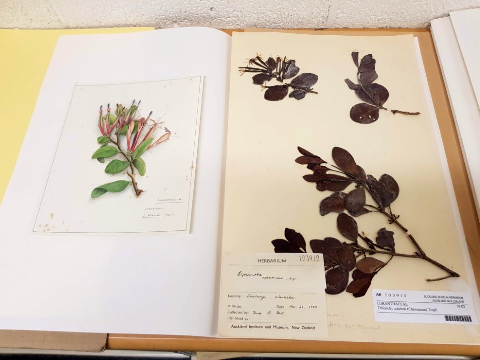 Trilepidea adamsii specimen and botanical illustration by Fanny Osborne