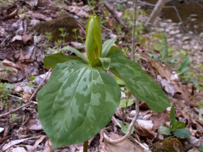 Trillium sessile, 2021-04-20, Seldom Seen, 06