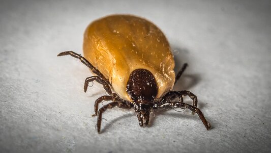 Lyme disease creature tbe