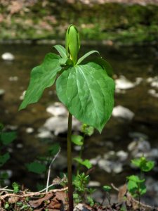 Trillium sessile, 2021-04-20, Seldom Seen, 01