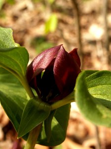 Trillium recurvatum, 2015-05-06, Bird Park, 04