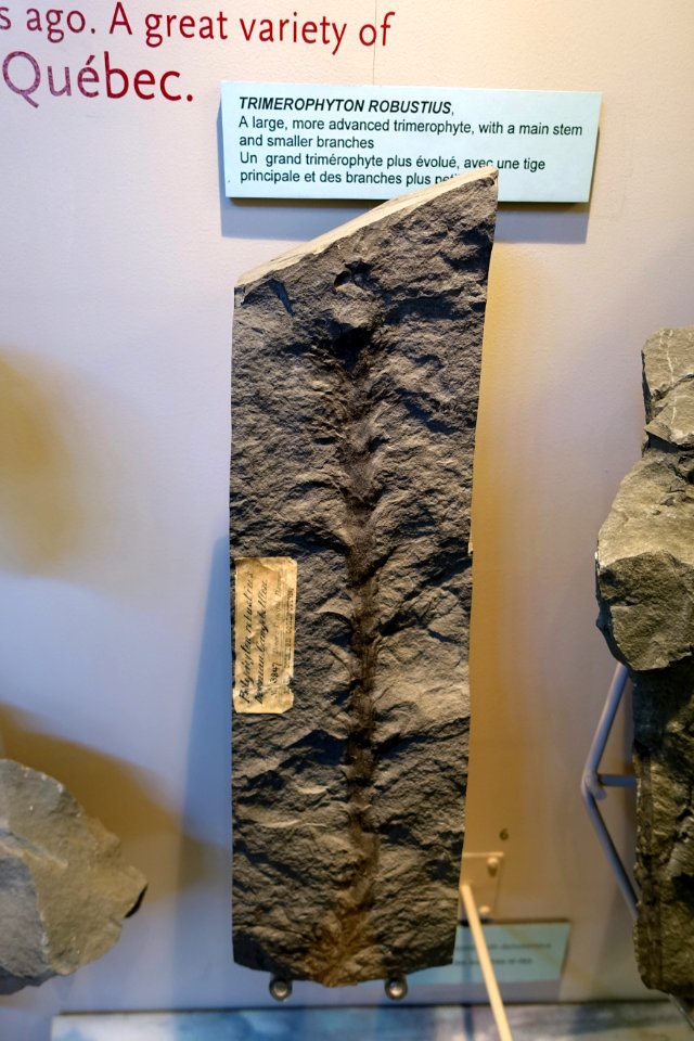 Trimerophyton robustius - Redpath Museum - McGill University - Montreal, Canada - DSC07979