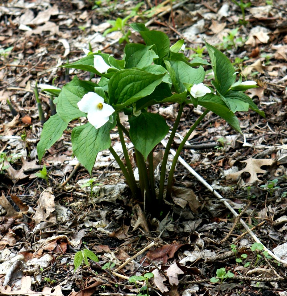 Trillium grandiflorum clump