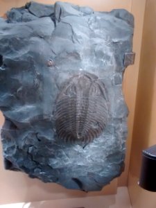 Trilobit im Museum Mensch & Natur