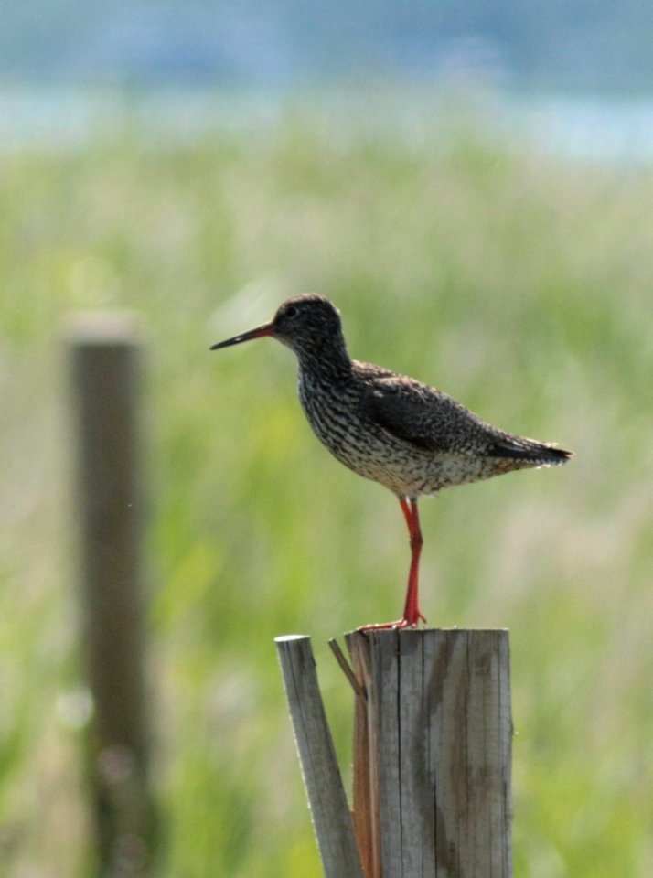 Tringa totanus Oulu 20140701 03