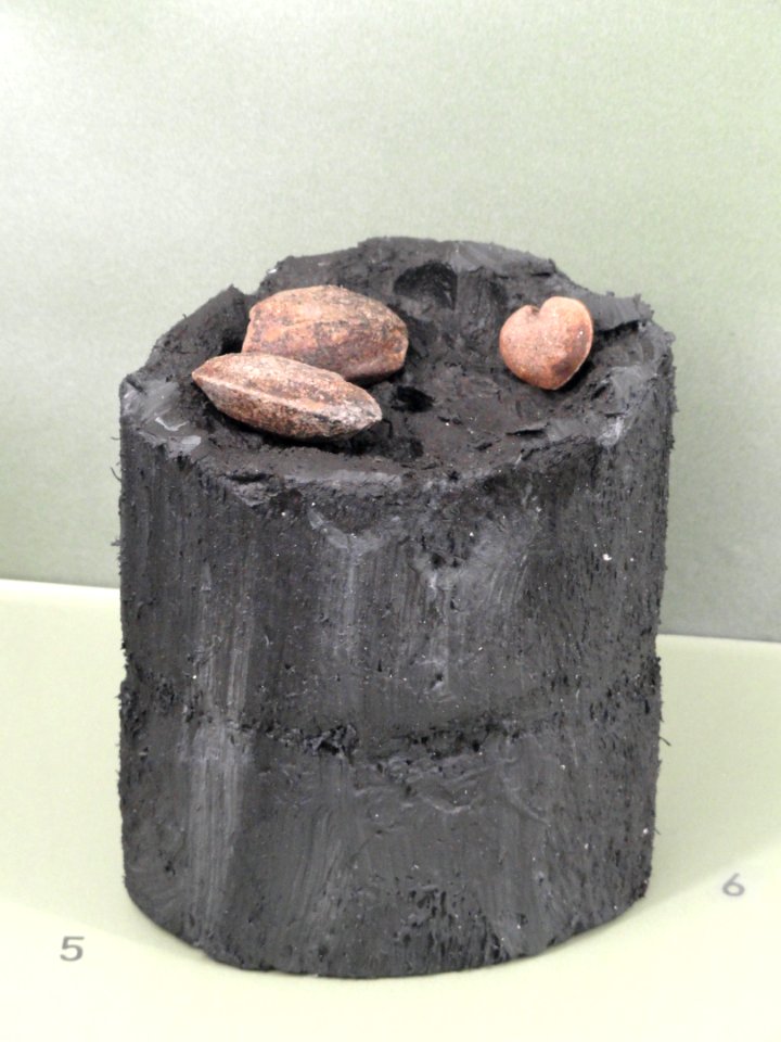 Trigonocarpus - Naturmuseum Freiburg - DSC06754