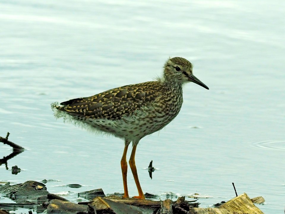 Tringa totanus juv. Oulu Finland 2020-07-18