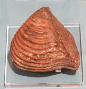 Trigonia subtriangularis, Germany, Middle Jurassic - Royal Ontario Museum - DSC09930