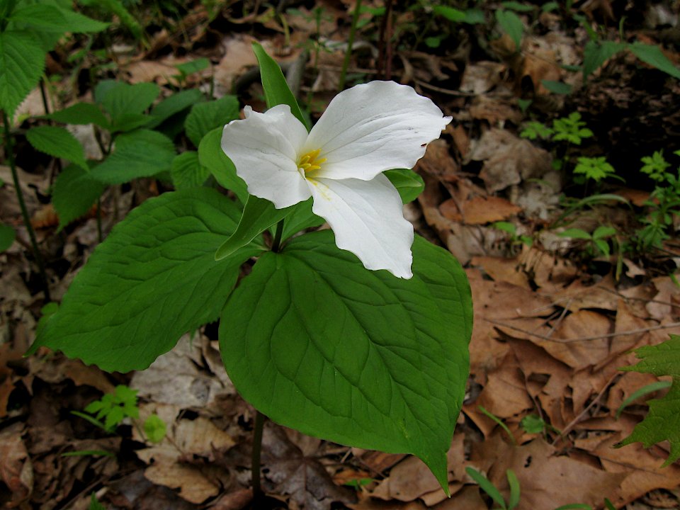 Trillium grandiflorum, 2020-05-03, Trillium Trail, 01