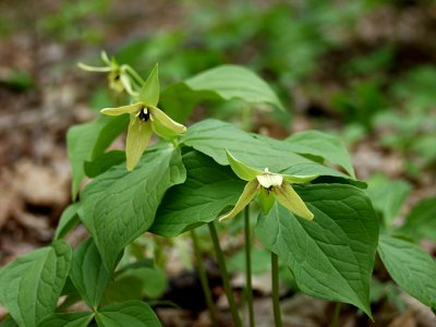 Trillium erectum, yellow form, 2015-05-01, Trillium Trail, 01