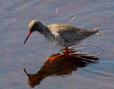 Tringa totanus Liminka Finland 2020-04-27