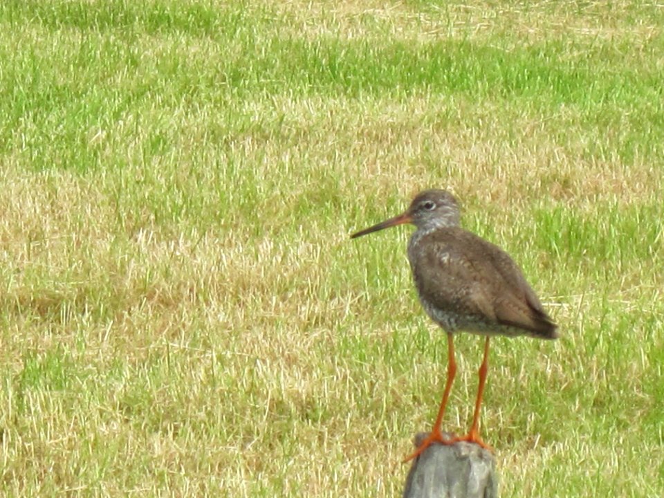 Tringa totanus, Terschelling, Netherlands