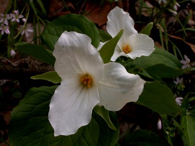 Trillium grandiflorum, 2015-04-25, Fox Chapel, 01