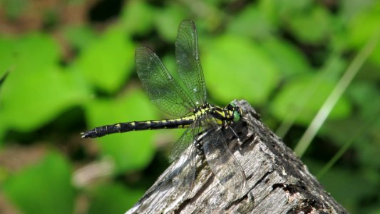 Trigomphus citimus tabei,2017-06-17