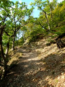 Treseburg Weisser Hirsch (8)