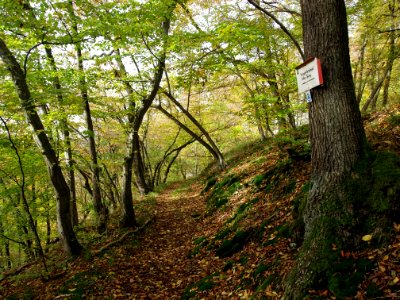 Treseburg Waldweg (6)