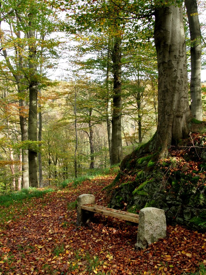 Treseburg Waldweg Bank