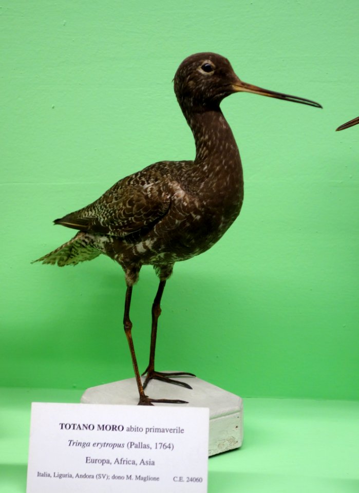 Tringa erythropus (spring habit) - Museo Civico di Storia Naturale Giacomo Doria - Genoa, Italy - DSC03107