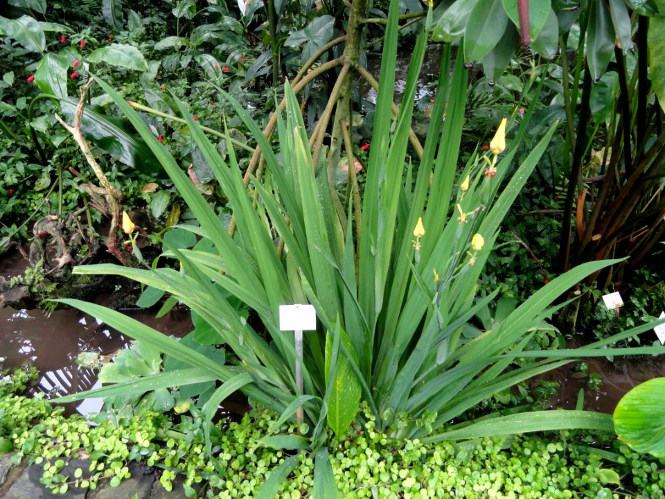 Trimezia sincorana - Palmengarten Frankfurt - DSC01780