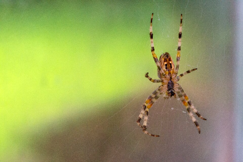 Nature insect araneus