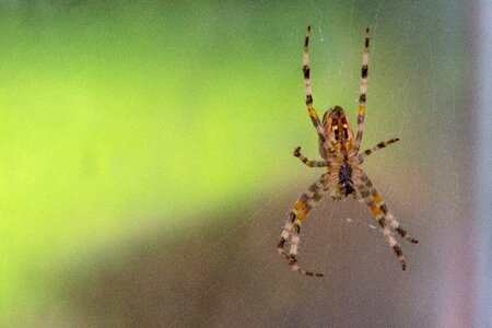 Nature insect araneus