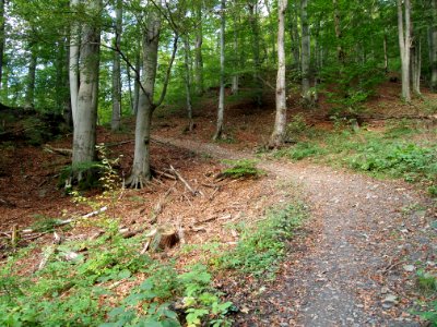 Treseburg Weisser Hirsch (4)