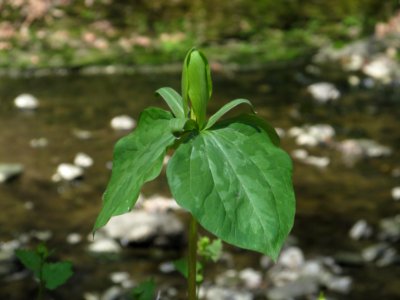 Trillium sessile, 2021-04-20, Seldom Seen, 02