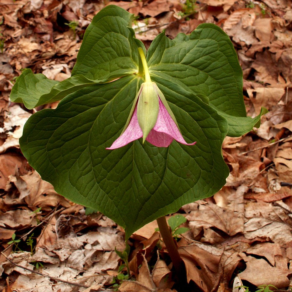 Trillium erectum, pink form, 2015-04-25, Fox Chapel, 02