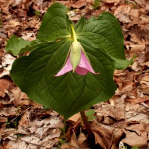 Trillium erectum, pink form, 2015-04-25, Fox Chapel, 02