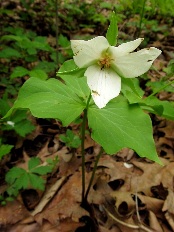 Trillium erectum, 2021-05-06, Bird Park, 01
