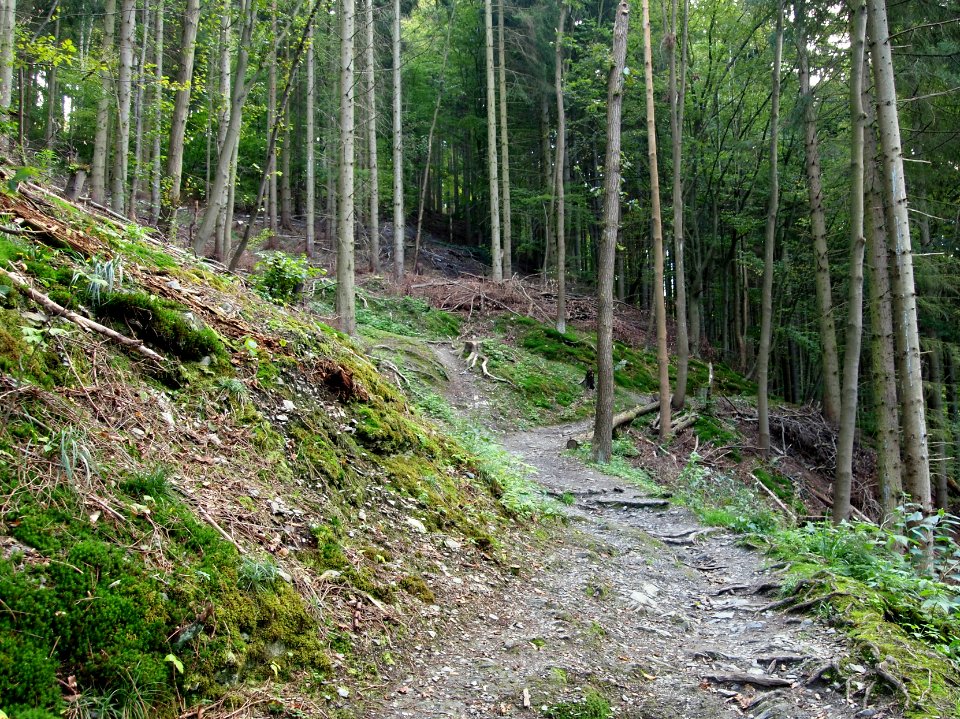 Treseburg Weisser Hirsch