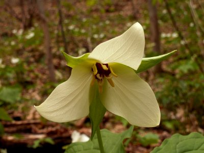 Trillium erectum, white form, 2015-05-01, Trillium Trail, 03