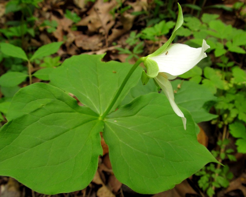 Trillium erectum, 2021-05-06, Bird Park, 02