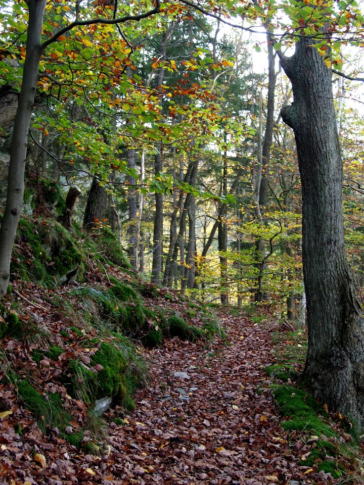 Treseburg Waldweg (9)