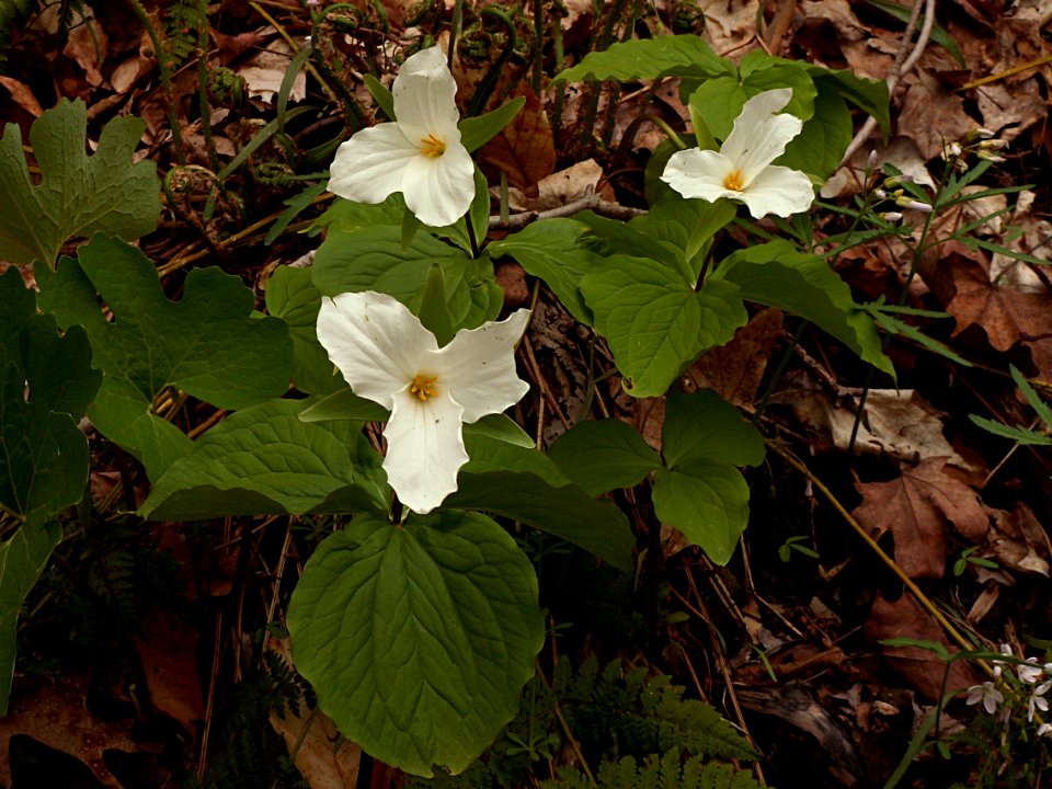 Trillium grandiflorum, 2015-05-01, Trillium Trail, 03