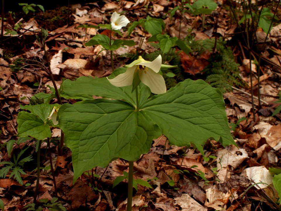 Trillium erectum, white form, 2015-05-01, Trillium Trail, 04