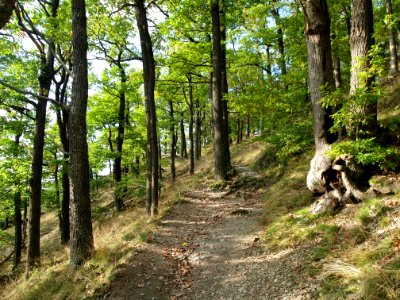 Treseburg Weisser Hirsch (9)