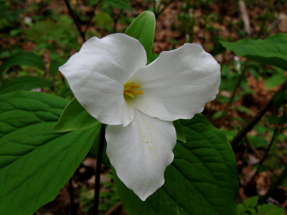 Trillium grandiflorum, 2020-05-03, Trillium Trail, 03