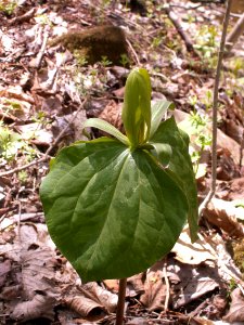 Trillium sessile (green form), 2021-04-18, Seldom Seen