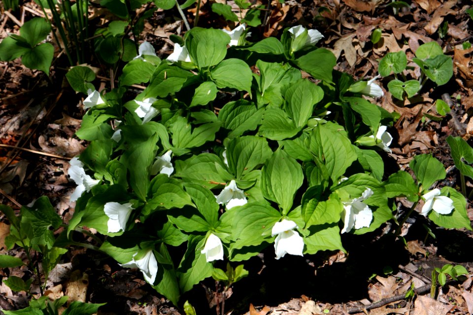Trillium grandiflorum clonal colony
