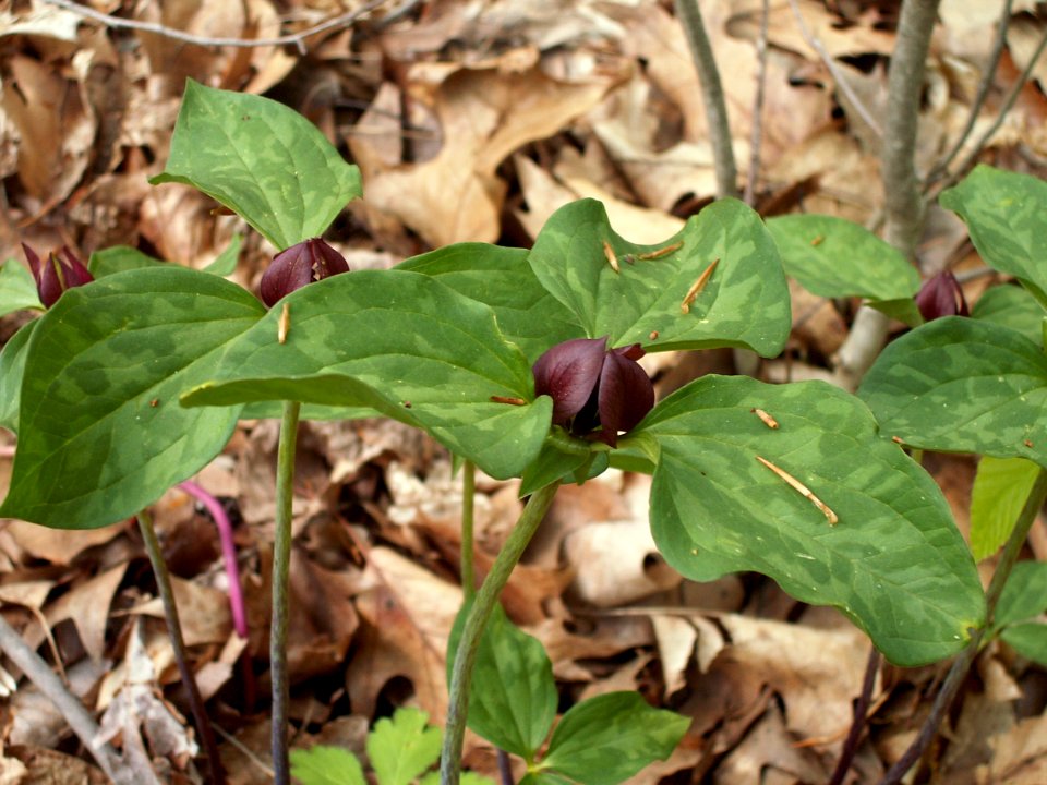 Trillium recurvatum, 2015-05-06, Bird Park, 03