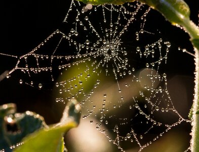Morgentau web close up