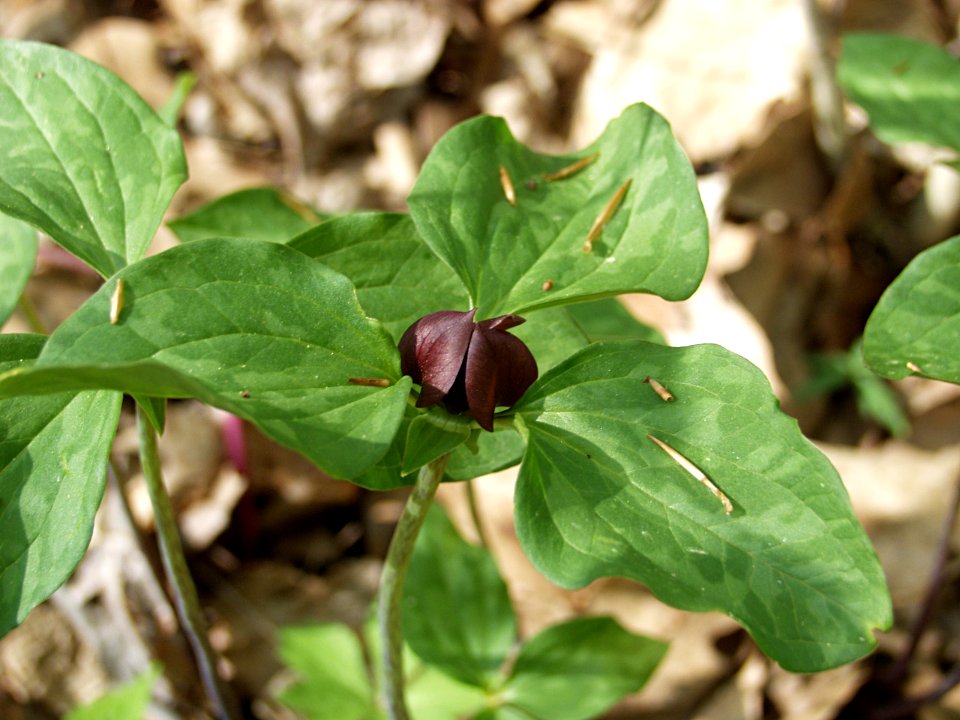 Trillium recurvatum, 2015-05-06, Bird Park, 02
