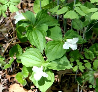 Trillium grandiflorum with Wild Ginger and Blue Cohosh
