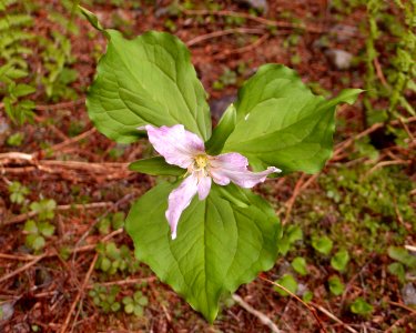 Trillium ovatum on Monte Cristo Trail 2014